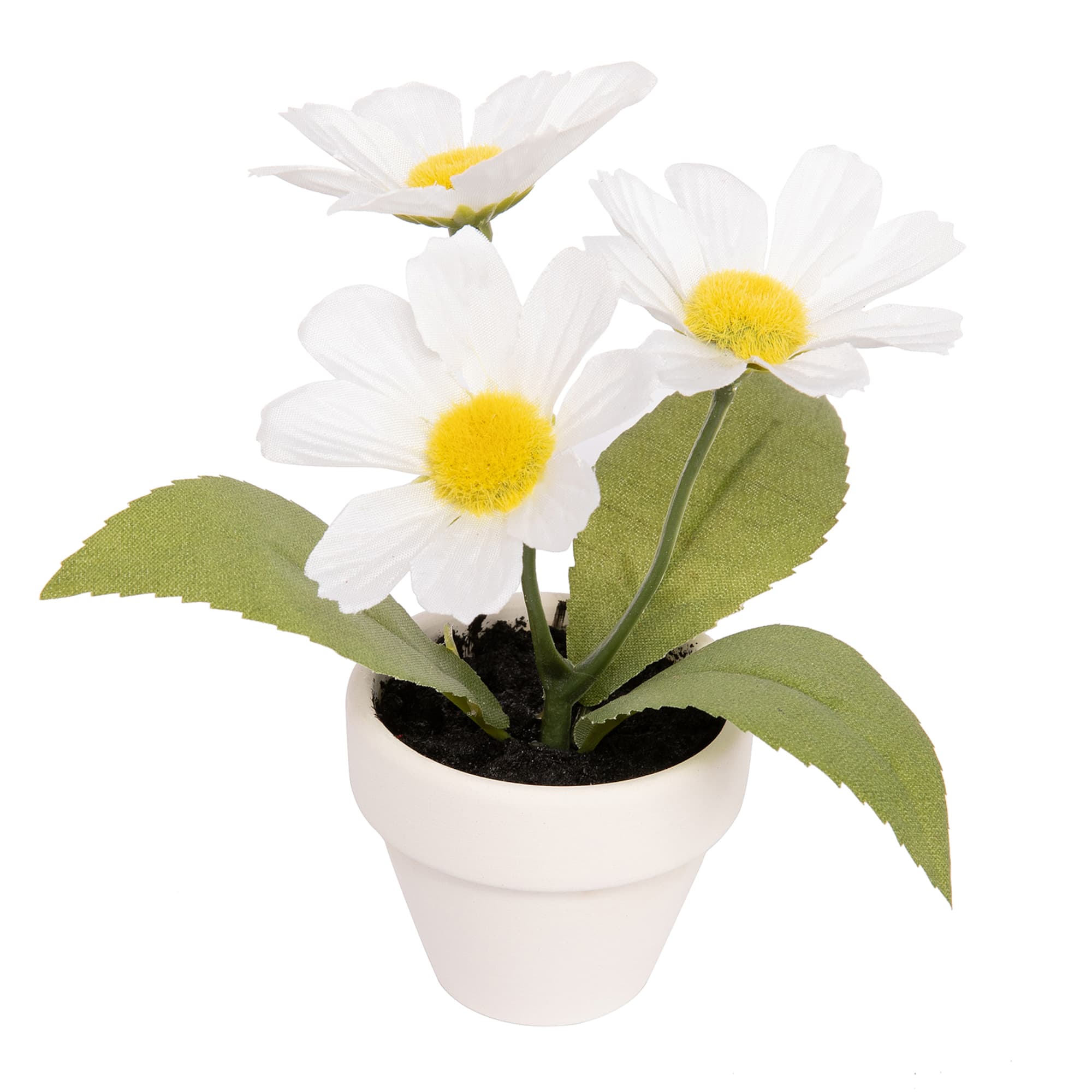 White Potted Micro Daisy Plant by Ashland®